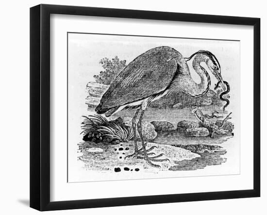 Heron, Illustration from 'A History of British Birds' by Thomas Bewick, First Published 1797-Thomas Bewick-Framed Giclee Print