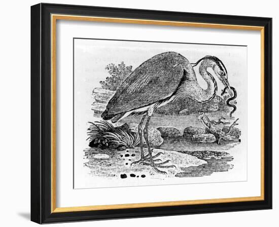 Heron, Illustration from 'A History of British Birds' by Thomas Bewick, First Published 1797-Thomas Bewick-Framed Giclee Print