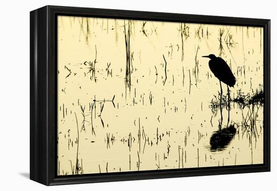 Heron in Loxahatchee National Wildlife Refuge, Everglades, Florida-Rob Sheppard-Framed Premier Image Canvas