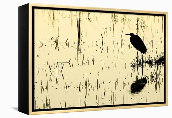 Heron in Loxahatchee National Wildlife Refuge, Everglades, Florida-Rob Sheppard-Framed Premier Image Canvas