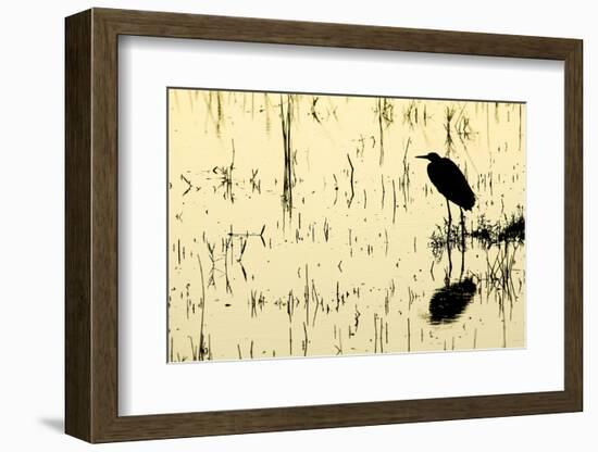 Heron in Loxahatchee National Wildlife Refuge, Everglades, Florida-Rob Sheppard-Framed Photographic Print