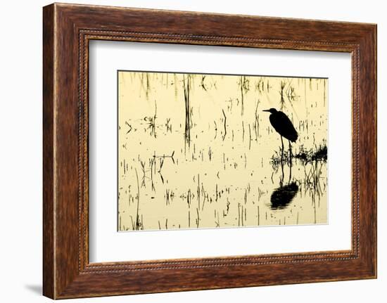 Heron in Loxahatchee National Wildlife Refuge, Everglades, Florida-Rob Sheppard-Framed Photographic Print