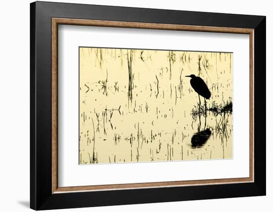 Heron in Loxahatchee National Wildlife Refuge, Everglades, Florida-Rob Sheppard-Framed Photographic Print