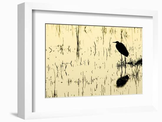 Heron in Loxahatchee National Wildlife Refuge, Everglades, Florida-Rob Sheppard-Framed Photographic Print