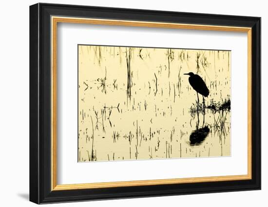 Heron in Loxahatchee National Wildlife Refuge, Everglades, Florida-Rob Sheppard-Framed Photographic Print