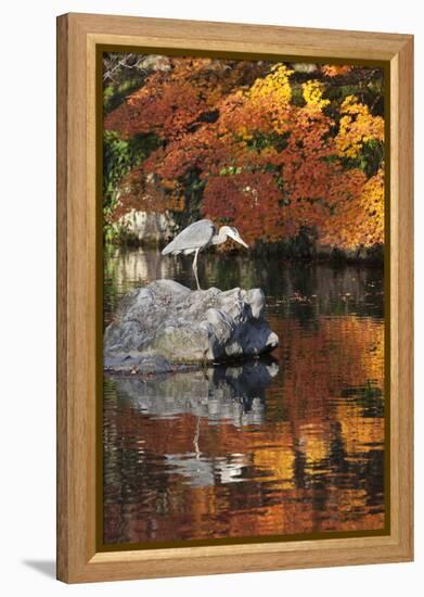 Heron on Lake in Autumn, Eikan-Do Temple, Northern Higashiyama, Kyoto, Japan-Stuart Black-Framed Premier Image Canvas