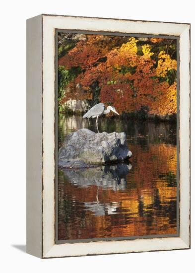 Heron on Lake in Autumn, Eikan-Do Temple, Northern Higashiyama, Kyoto, Japan-Stuart Black-Framed Premier Image Canvas