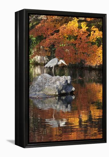 Heron on Lake in Autumn, Eikan-Do Temple, Northern Higashiyama, Kyoto, Japan-Stuart Black-Framed Premier Image Canvas