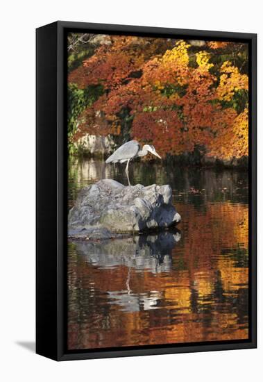 Heron on Lake in Autumn, Eikan-Do Temple, Northern Higashiyama, Kyoto, Japan-Stuart Black-Framed Premier Image Canvas