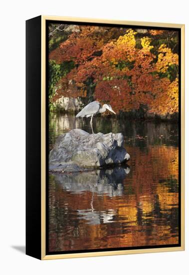 Heron on Lake in Autumn, Eikan-Do Temple, Northern Higashiyama, Kyoto, Japan-Stuart Black-Framed Premier Image Canvas