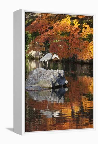 Heron on Lake in Autumn, Eikan-Do Temple, Northern Higashiyama, Kyoto, Japan-Stuart Black-Framed Premier Image Canvas