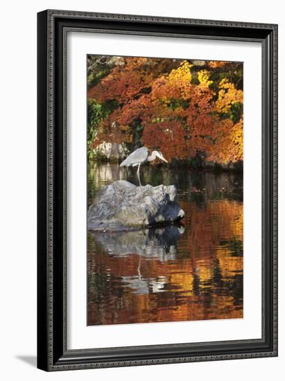 Heron on Lake in Autumn, Eikan-Do Temple, Northern Higashiyama, Kyoto, Japan-Stuart Black-Framed Photographic Print