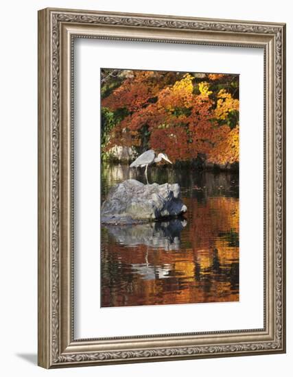 Heron on Lake in Autumn, Eikan-Do Temple, Northern Higashiyama, Kyoto, Japan-Stuart Black-Framed Photographic Print