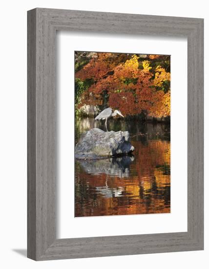 Heron on Lake in Autumn, Eikan-Do Temple, Northern Higashiyama, Kyoto, Japan-Stuart Black-Framed Photographic Print