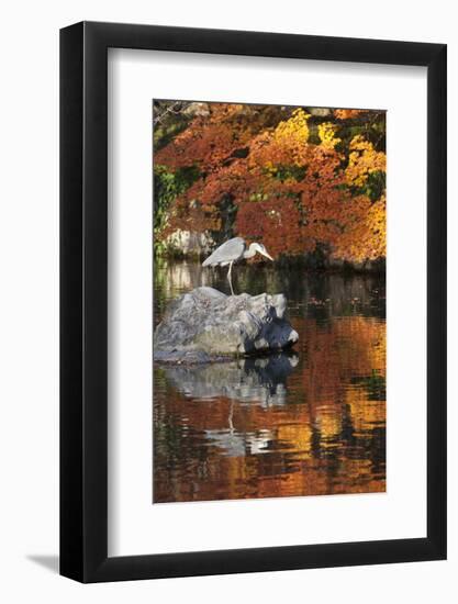 Heron on Lake in Autumn, Eikan-Do Temple, Northern Higashiyama, Kyoto, Japan-Stuart Black-Framed Photographic Print