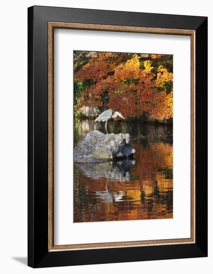 Heron on Lake in Autumn, Eikan-Do Temple, Northern Higashiyama, Kyoto, Japan-Stuart Black-Framed Photographic Print