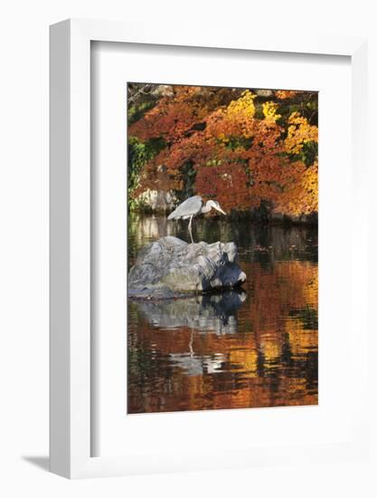 Heron on Lake in Autumn, Eikan-Do Temple, Northern Higashiyama, Kyoto, Japan-Stuart Black-Framed Photographic Print