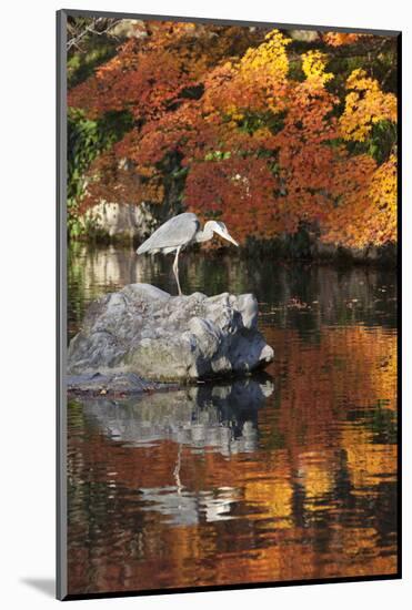 Heron on Lake in Autumn, Eikan-Do Temple, Northern Higashiyama, Kyoto, Japan-Stuart Black-Mounted Photographic Print