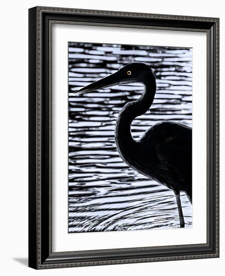 Heron Silhouette-Steven Maxx-Framed Photographic Print