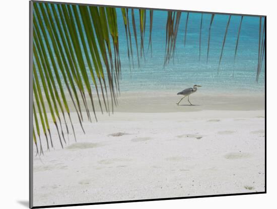 Heron Wading Along Water's Edge on Tropical Beach, Maldives, Indian Ocean-Papadopoulos Sakis-Mounted Photographic Print