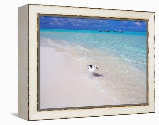 Heron Walking Along Waters Edge on Tropical Beach, Maldives, Indian Ocean-Sakis Papadopoulos-Framed Premier Image Canvas