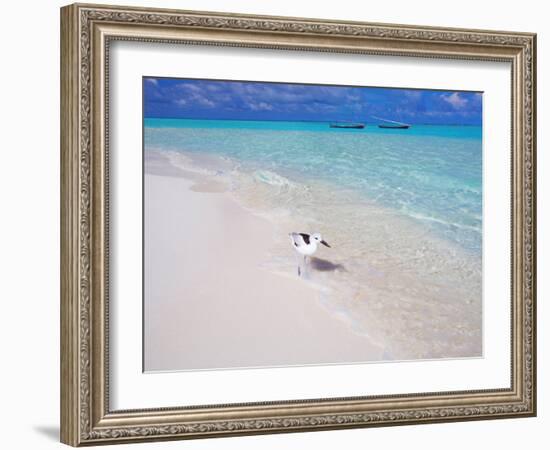 Heron Walking Along Waters Edge on Tropical Beach, Maldives, Indian Ocean-Sakis Papadopoulos-Framed Photographic Print