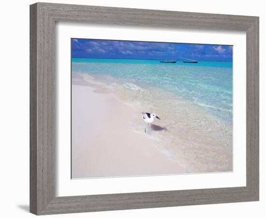 Heron Walking Along Waters Edge on Tropical Beach, Maldives, Indian Ocean-Sakis Papadopoulos-Framed Photographic Print