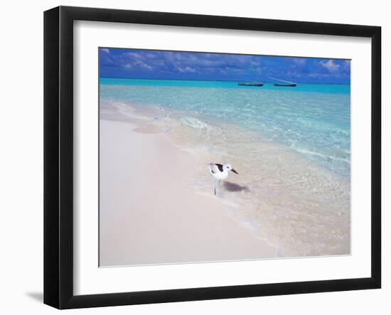 Heron Walking Along Waters Edge on Tropical Beach, Maldives, Indian Ocean-Sakis Papadopoulos-Framed Photographic Print