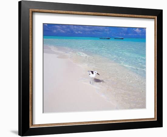 Heron Walking Along Waters Edge on Tropical Beach, Maldives, Indian Ocean-Sakis Papadopoulos-Framed Photographic Print