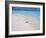 Heron Walking Along Waters Edge on Tropical Beach, Maldives, Indian Ocean-Sakis Papadopoulos-Framed Photographic Print