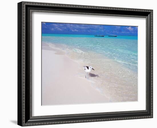 Heron Walking Along Waters Edge on Tropical Beach, Maldives, Indian Ocean-Sakis Papadopoulos-Framed Photographic Print