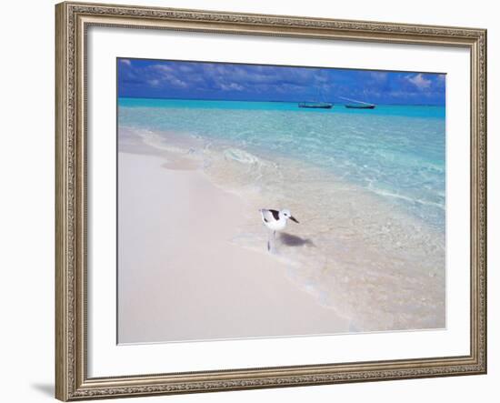 Heron Walking Along Waters Edge on Tropical Beach, Maldives, Indian Ocean-Sakis Papadopoulos-Framed Photographic Print