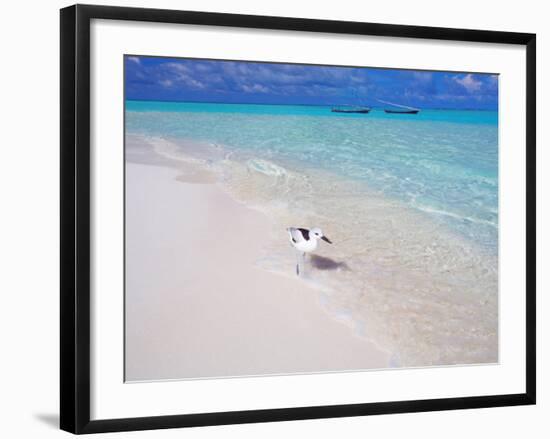 Heron Walking Along Waters Edge on Tropical Beach, Maldives, Indian Ocean-Sakis Papadopoulos-Framed Photographic Print