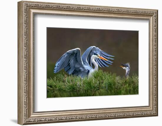 Heron with Chick-Xavier Ortega-Framed Photographic Print