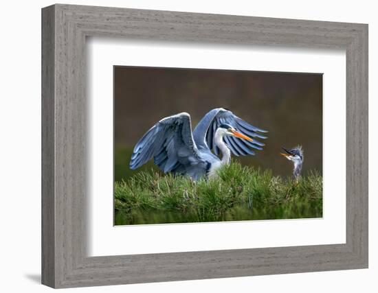 Heron with Chick-Xavier Ortega-Framed Photographic Print