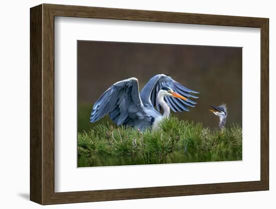 Heron with Chick-Xavier Ortega-Framed Photographic Print
