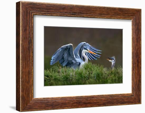 Heron with Chick-Xavier Ortega-Framed Photographic Print