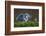 Heron with Chick-Xavier Ortega-Framed Photographic Print