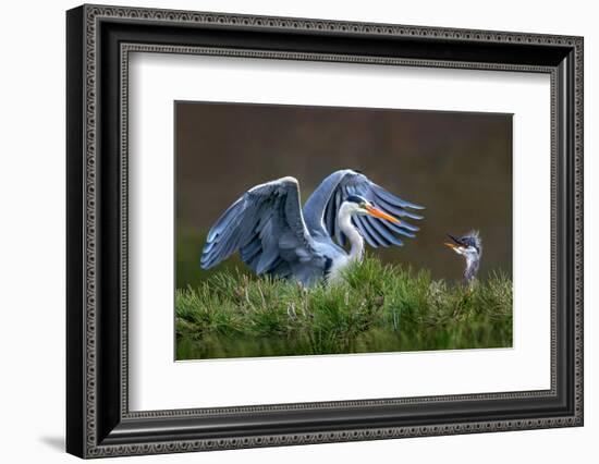 Heron with Chick-Xavier Ortega-Framed Photographic Print