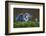 Heron with Chick-Xavier Ortega-Framed Photographic Print