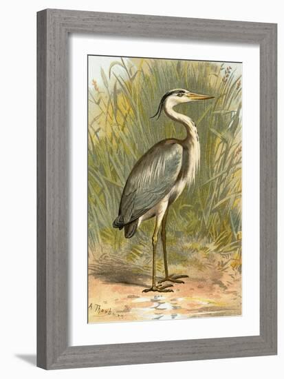 Heron-English-Framed Giclee Print