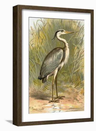 Heron-English-Framed Giclee Print