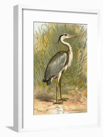 Heron-English-Framed Giclee Print