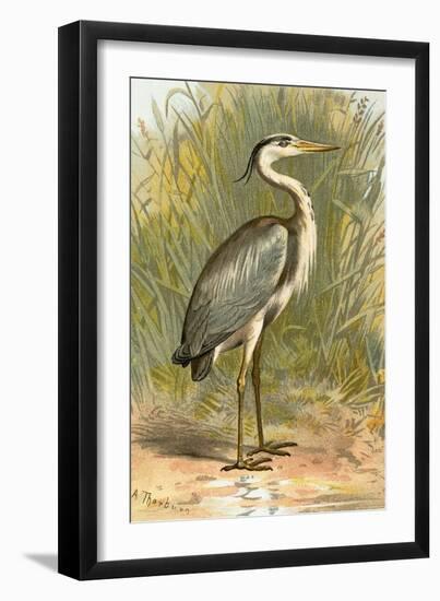 Heron-English-Framed Giclee Print