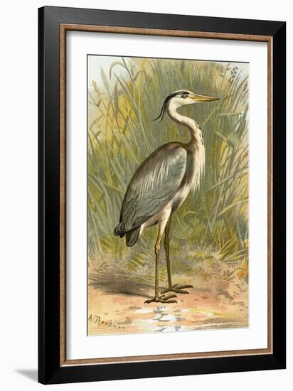 Heron-English-Framed Giclee Print