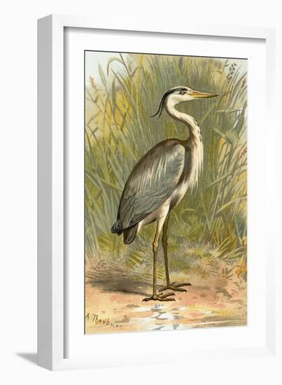 Heron-English-Framed Giclee Print