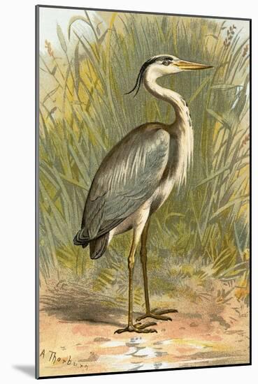 Heron-English-Mounted Giclee Print