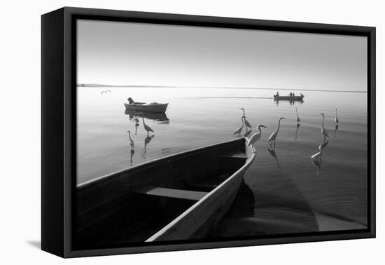 Herons and 3 Boats-Moises Levy-Framed Premier Image Canvas