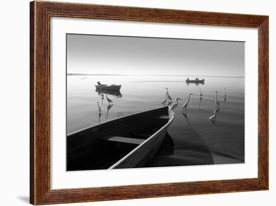 Herons and 3 Boats-Moises Levy-Framed Photographic Print