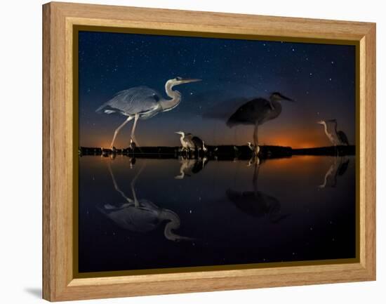 Herons At Night On Lake Csaj, Kiskunsag National Park, Hungary. Winner Of The Birds Category-Bence Mate-Framed Premier Image Canvas